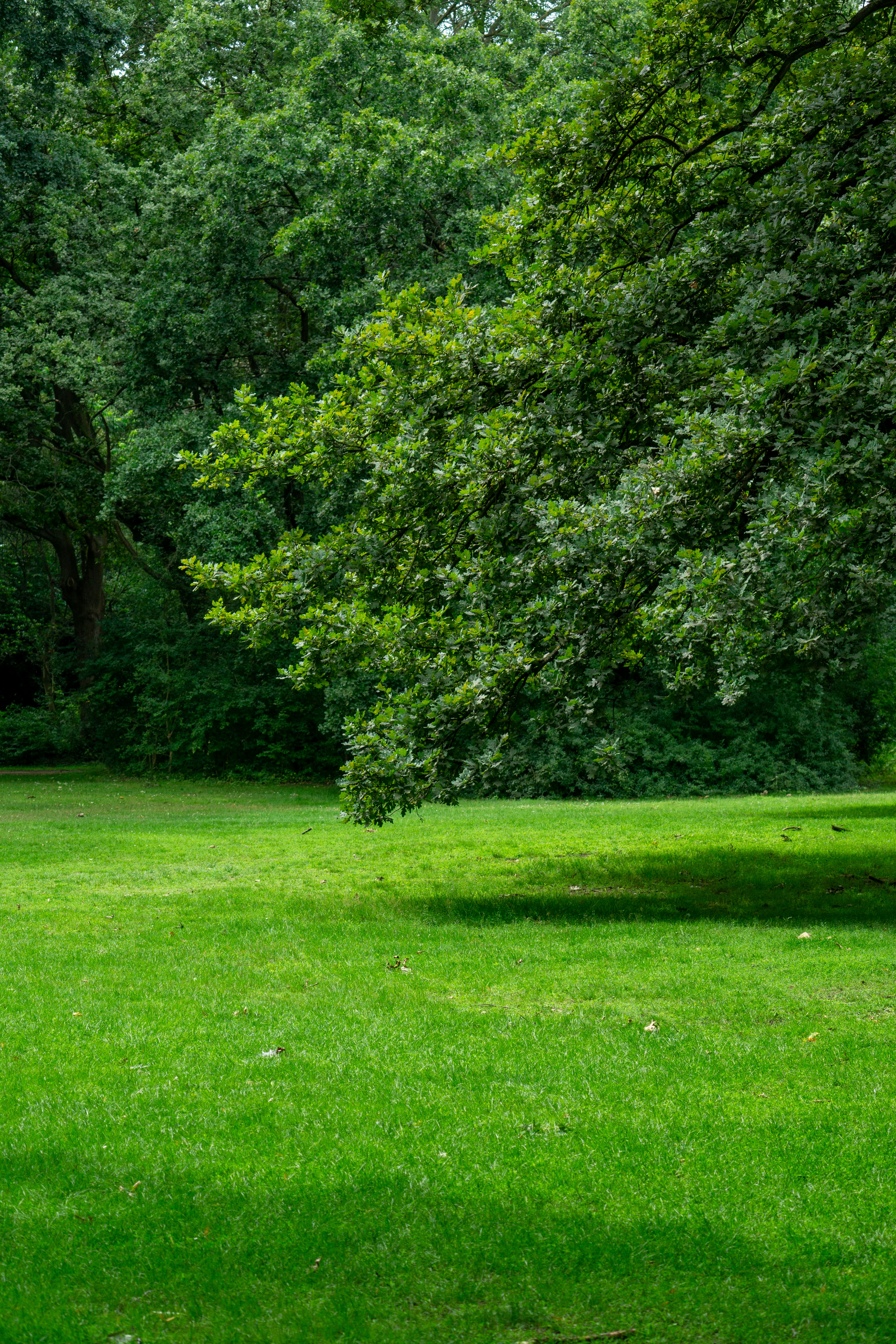 Professional property maintenance and landscape care